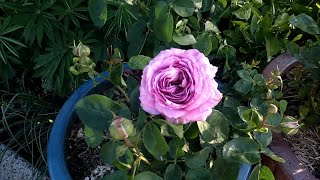 Lavender Ice Rose review Second Year Growing in Container [upl. by Deron]