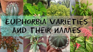 EUPHORBIA VARIETIES AND THEIR NAMES [upl. by Broderick]