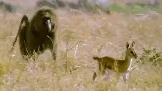 Baboon vs Baby Gazelle  Be An Animal  BBC Earth [upl. by Eicnan]