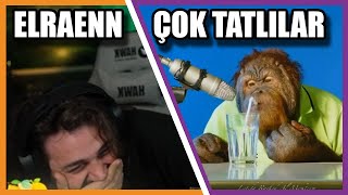 Elraenn  Orangutan ASMR İzliyor [upl. by Rondon]