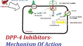 DPP4 Inhibitors  Mechanism Of Action [upl. by Oballa]