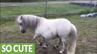 Shetland pony shows off his piaffe [upl. by Whitney]