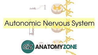 Autonomic Nervous System Introduction [upl. by Kaleena]