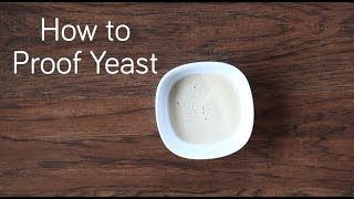 Bread Making Technique How to Proof Yeast [upl. by Aiclef635]