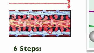 043 The details of Muscle Contraction [upl. by Nagaem]