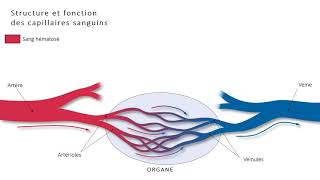 1ST2S  Structure et fonction de capillaires [upl. by Wilen803]