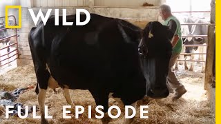 Emergency Labor Full Episode  The Incredible Dr Pol [upl. by Cave]