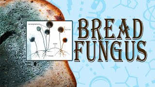 Bread Mould Fungus in The Laboratory  business insider [upl. by Refannej]