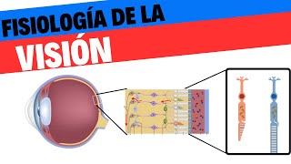 Fisiología de la visión [upl. by Rhoda]