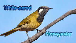 Whiteeared honeyeater [upl. by Francois]