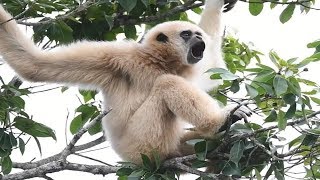 White Handed Gibbon Call [upl. by Pappas]