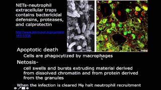 Neutrophil Extracellular Trap  NETosis [upl. by Indys]