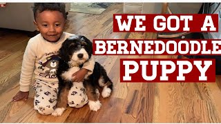 We got a NEW Bernedoodle PUPPY [upl. by Farron]