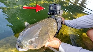 I Strapped a GoPro on a Fish [upl. by Eimilb]