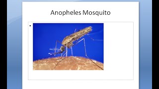 PSM 807 Anopheles Mosquito Morphology Features Larva Egg Pupa [upl. by Richardson]