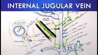 Internal Jugular Vein  Anatomy Tutorial [upl. by Eimiaj]