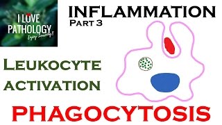 INFLAMMATION Part 3 Leukocyte Activation  PHAGOCYTOSIS [upl. by Morton435]