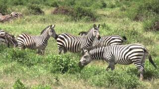 The wildlife in the Amboseli National Park Kenya [upl. by Michelle]