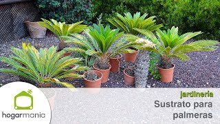 ¿Qué sustrato es el mejor para las palmeras  Briconsulta  Jardinatis [upl. by Tiebout]