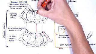 Sensory Tracts  Dorsal Column Medial lemniscus Pathway [upl. by Tayyebeb376]