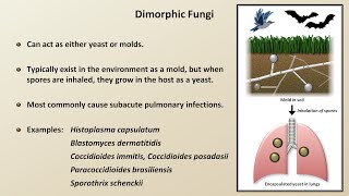 Classification and Structure of Fungi Fungal Infections  Lesson 1 [upl. by Haney]