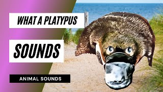 What a Platypus Sounds Like  Animation  mp3 [upl. by Ger]