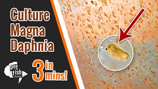 How to culture DAPHNIA MAGNA  The easy way [upl. by Laicram]