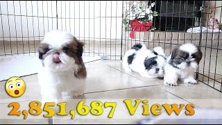 3 Adorable Shih Tzu Puppies  So playful [upl. by Leor]