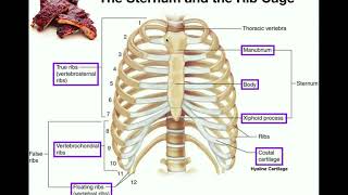 Anatomy  The Sternum Rib Cage amp Vertebrae [upl. by Mimi]