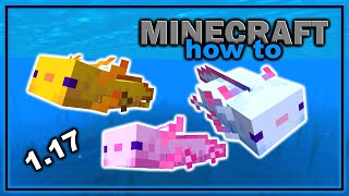 Everything About Axolotls in Minecraft 117  Easy Minecraft Mob Guide [upl. by Irvine]