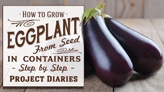 ★ How to Grow Eggplant aka Aubergine from Seed in Containers A Complete Step by Step Guide [upl. by Ainit442]