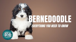 Bernedoodle Dog Breed Guide What People Love About The Bernedoodle  Dogs 101 [upl. by Marten]