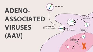 1 Adeno Associated Virus AAV  An Introduction [upl. by Furie287]