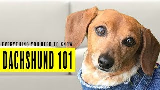 Everything you need to know about Dachshunds or Wiener Dogs from expert owners [upl. by Annie108]