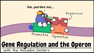 Gene Regulation and the Operon [upl. by Sgninnej]