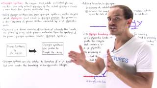 Synthesis of Glycogen [upl. by Nuhsyar]