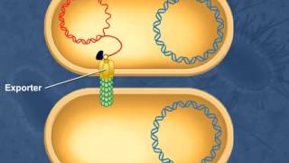 Bacterial Conjugation [upl. by Pomfret]