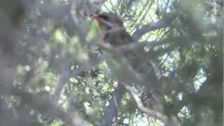 Spinycheeked honeyeater sings [upl. by Inoue]