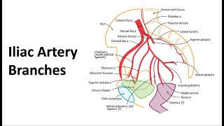 Pelvic Arteries Memory Tricks [upl. by Phillada497]