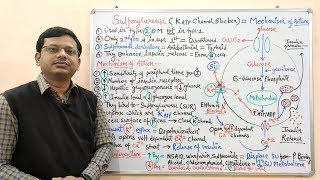 Diabetes Mellitus Part10 Mechanism of Action of Sulfonylurease  Antidiabetic Drugs  Diabetes [upl. by Ativel561]