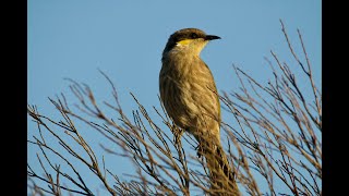 Singing Honeyeater [upl. by Schiro]