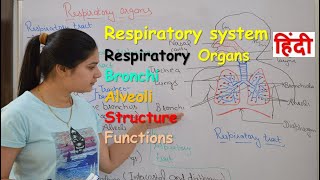 Respiratory system anatomy amp physiology in hindi  Organs  structure  functions [upl. by Bordie]