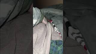 Pickle playing hiding bedtime Rick amp pickle chronicles [upl. by Rheta]