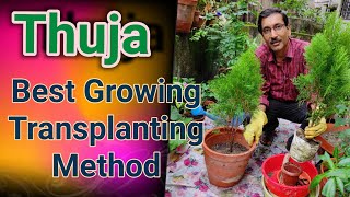 Thuja The Best Growing  Caring and Transplanting Tips [upl. by Porett70]