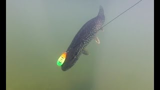 fishing at Gunflint lake in Minnesota [upl. by Eldnik62]