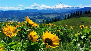 Relaxing Meadow with Ambient Nature Sounds Wildflowers and Mountain View  8 Hours [upl. by Fabien]