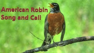 American Robin Song and Call [upl. by Cecily]