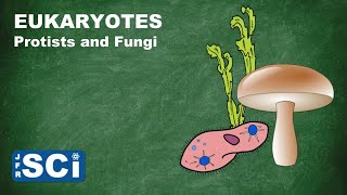 Protists and Fungi [upl. by Fuhrman332]