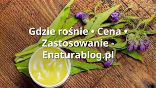 ► Żywokost lekarski  TOP 5 zastosowań  Gdzie rośnie ► Polski żeń szeń ◄ [upl. by Rutherford969]