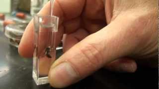 Make Your Own Hand Sanitizer [upl. by Rao]